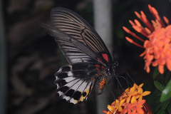 Papilio memnon