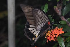 Papilio memnon