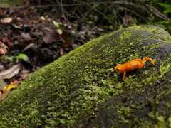 Brachycephalus ephippium