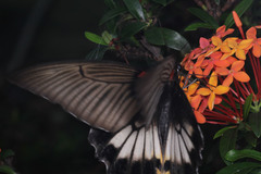 Papilio memnon
