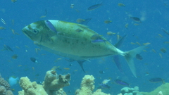 Craterognathus plagiotaenia