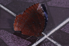 Elymnias hypermnestra