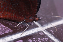 Elymnias hypermnestra