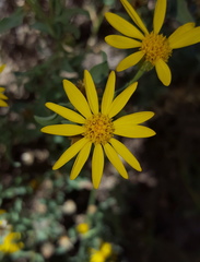 Heterotheca zionensis