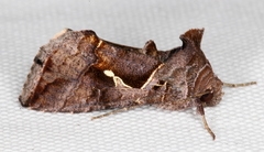 Chrysodeixis subsidens