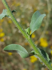 Heterotheca zionensis