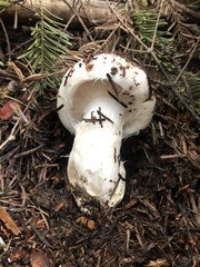 Hygrophorus ponderatus