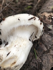 Hygrophorus ponderatus