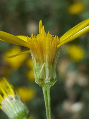 Heterotheca zionensis