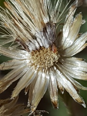 Heterotheca zionensis
