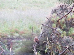 Ochthoeca fumicolor