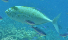 Craterognathus plagiotaenia