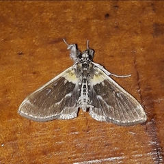Apilocrocis novateutonialis