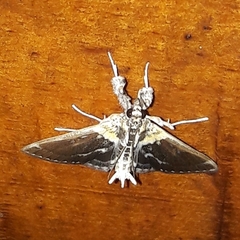 Apilocrocis novateutonialis