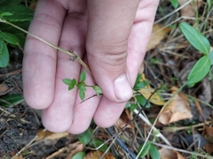 Moehringia trinervia