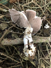 Agaricus smithianus