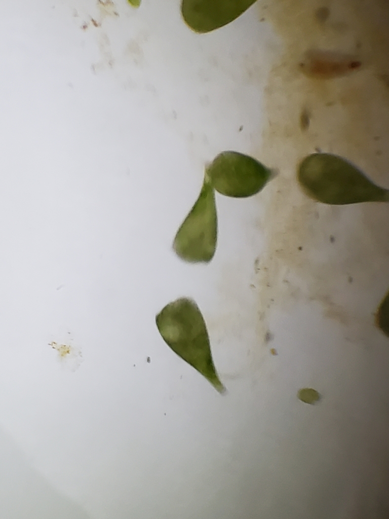 Chlorella variabilis (Chlorella variabilis)