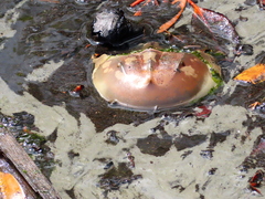 Carcinoscorpius rotundicauda