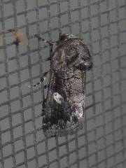 Copanarta aurea