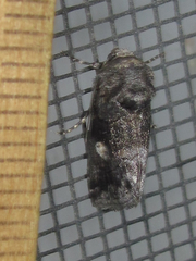 Copanarta aurea