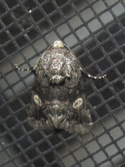 Copanarta aurea
