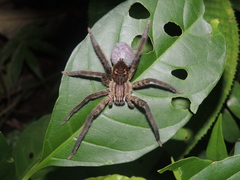 Cupiennius salei