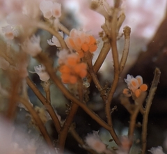 Eudendrium californicum