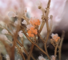 Eudendrium californicum