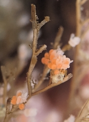 Eudendrium californicum