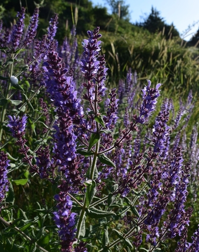Salvia amplexicaulis