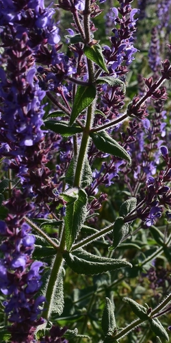 Salvia amplexicaulis, photograph 2