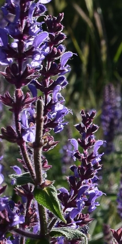 Salvia amplexicaulis, photograph 3