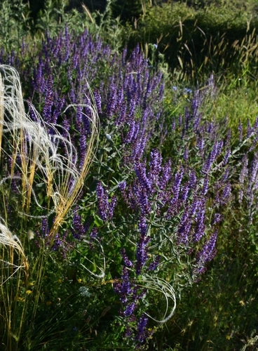 Salvia amplexicaulis, photograph 4