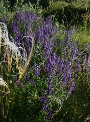 (c) Zac Peterson, some rights reserved (CC BY) Salvia amplexicaulis, photograph (c) Zac Peterson, some rights reserved (CC BY)