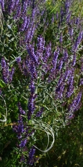 (c) Zac Peterson, some rights reserved (CC BY) Salvia amplexicaulis, photograph (c) Zac Peterson, some rights reserved (CC BY)
