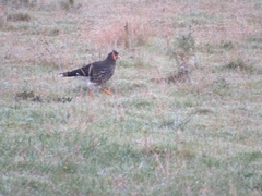 Daptrius carunculatus