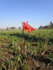 Cyrtanthus contractus