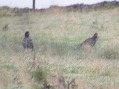 Daptrius carunculatus