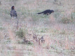 Daptrius carunculatus