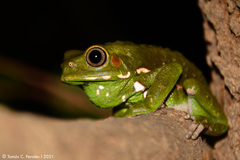 Painted-Belly Leaf Frog photo 3