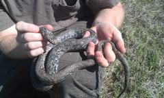 Coluber constrictor anthicus