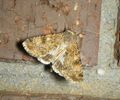 Heliothis punctifera