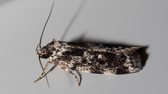 Barea confusella