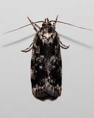 Barea confusella