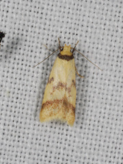 Heteroteucha anthodora