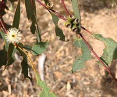 Eucalyptus microcarpa