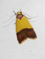 Heteroteucha dichroella