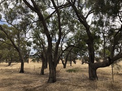 Eucalyptus microcarpa