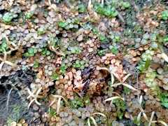 Epilobium komarovianum