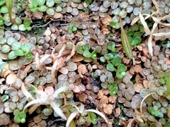 Epilobium komarovianum